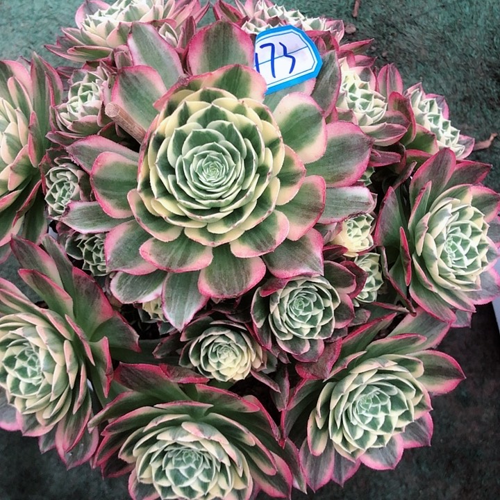  173海王多肉法师