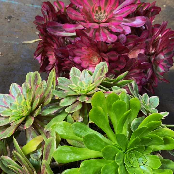 -****红彤表白加花脸粉黛一组多肉