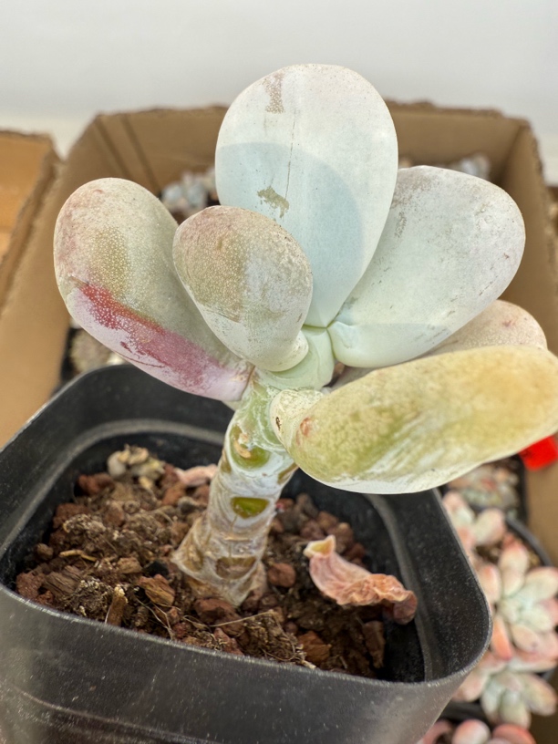 油煎丸子多肉植物