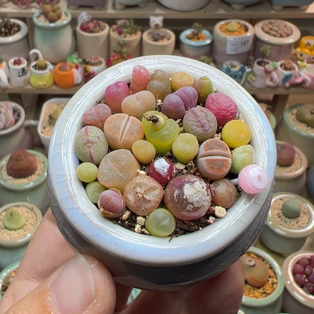 多肉植物129号福利组合