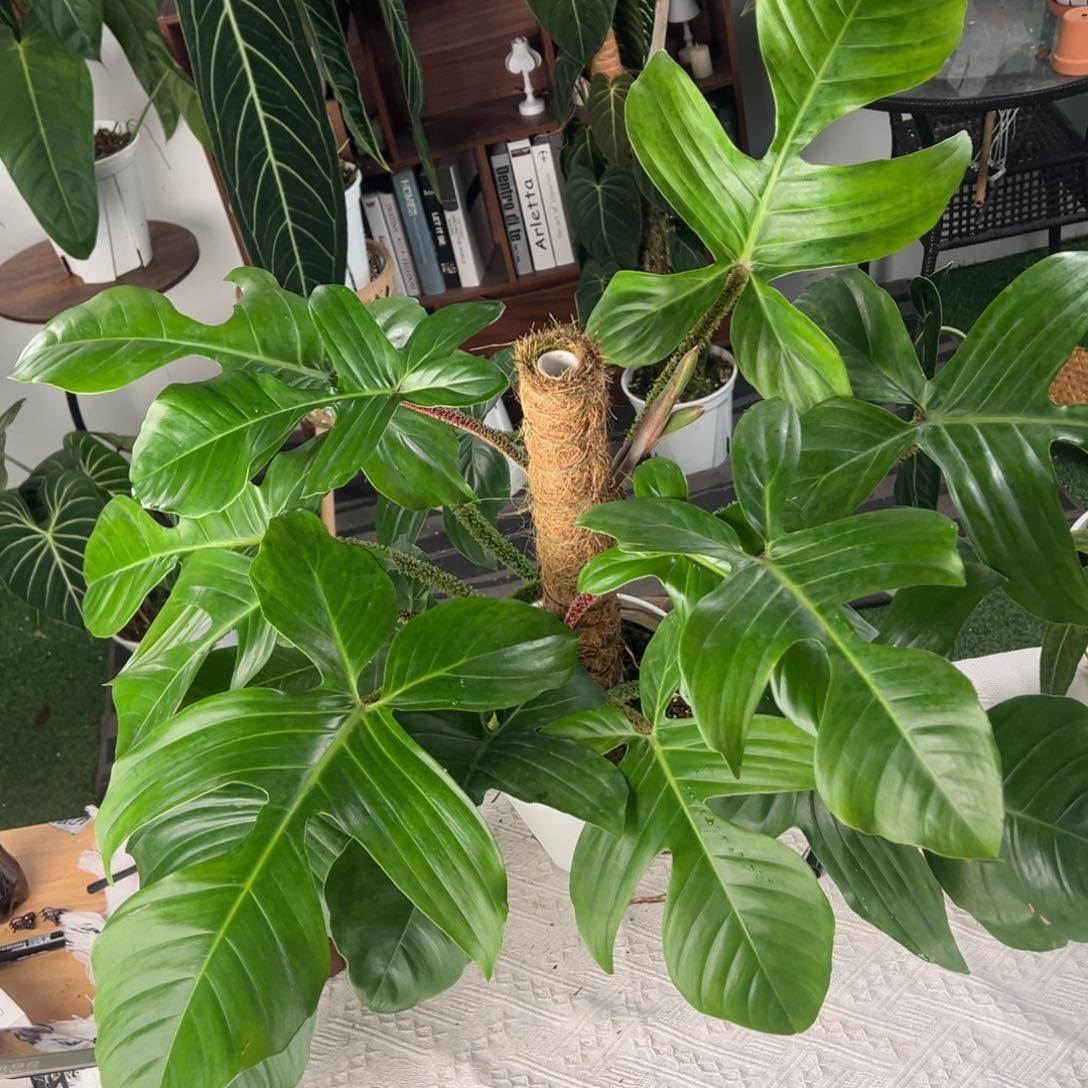 完全开放双株上柱超大红毛腿飞机