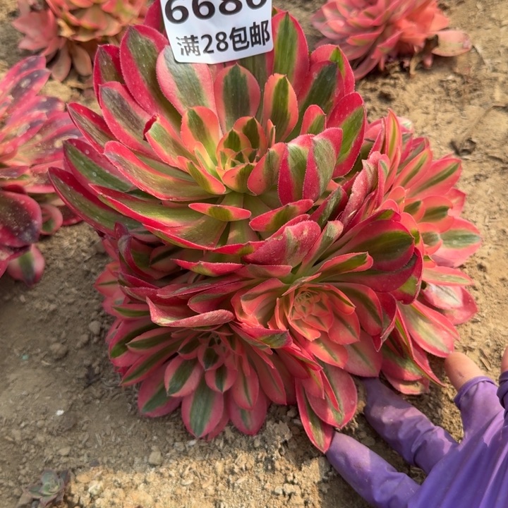 6686香妃多肉二号棚M