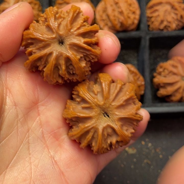 文玩核桃把件秦岭的森林