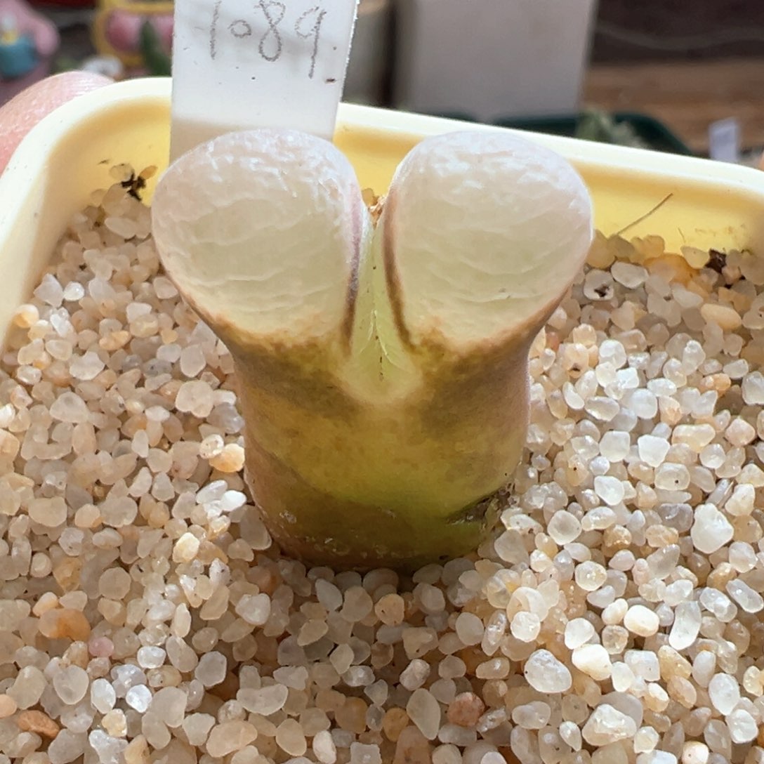 789优选1089鲑鱼粉两年半内双