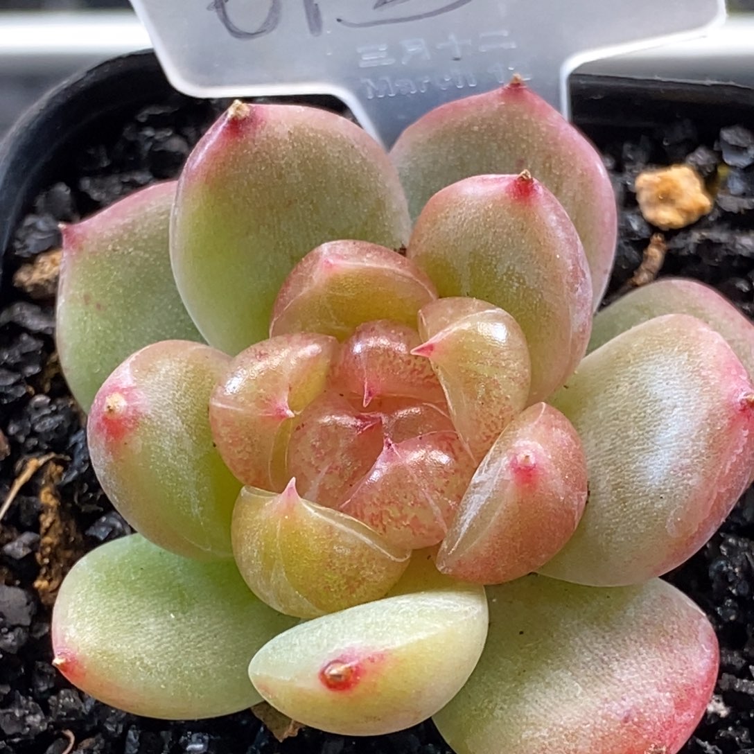 天官赐福百无禁忌