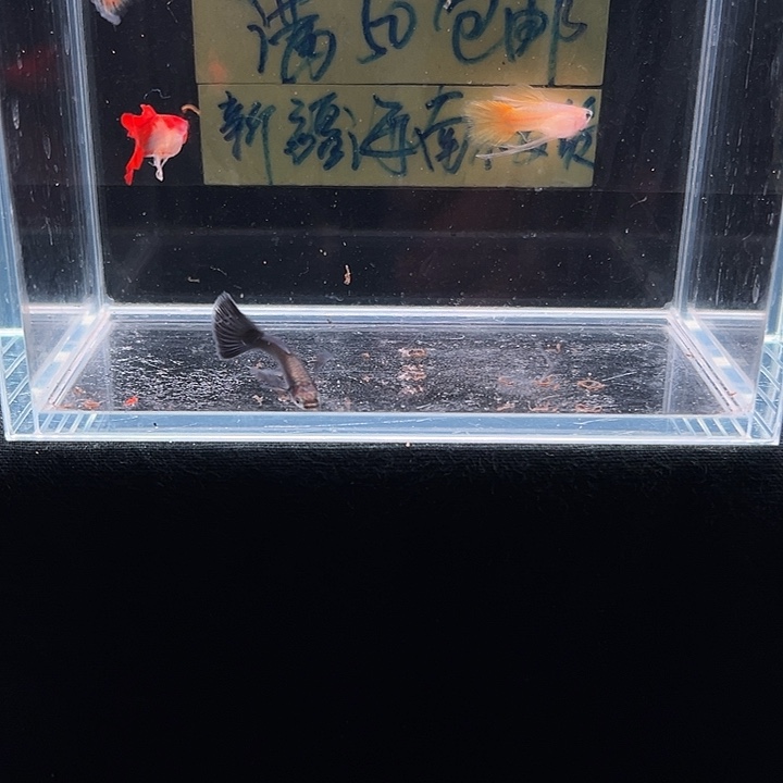 孔雀鱼孔雀鱼观赏组