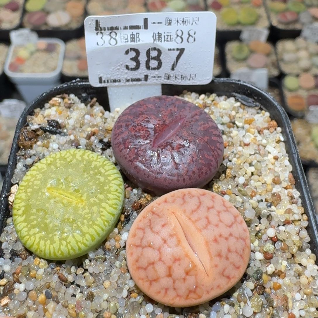 Sss清仓价便宜出387