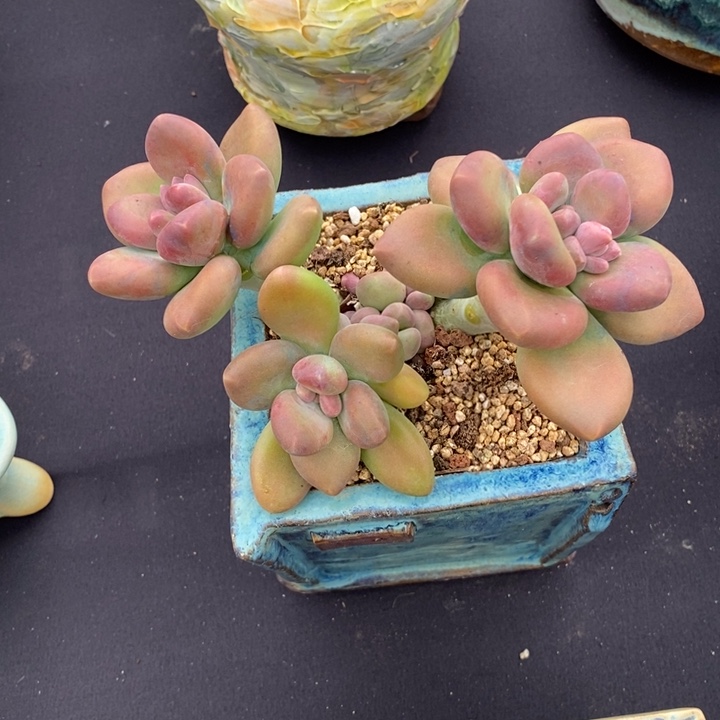 3头老庄芒果奶多肉肉肉