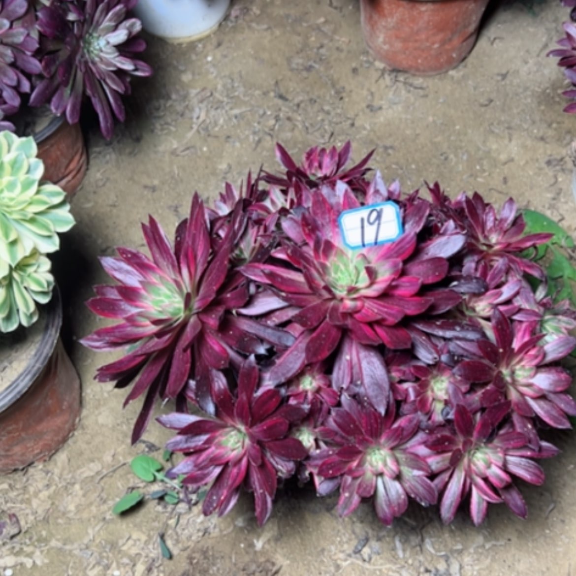 【闪购商品】多肉植物惊鸿不售后19
