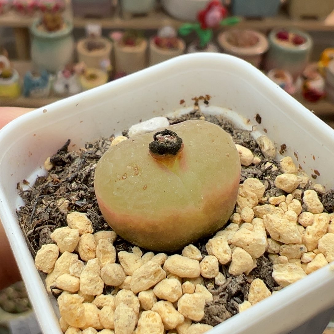 多肉植物38号荔枝毛毛