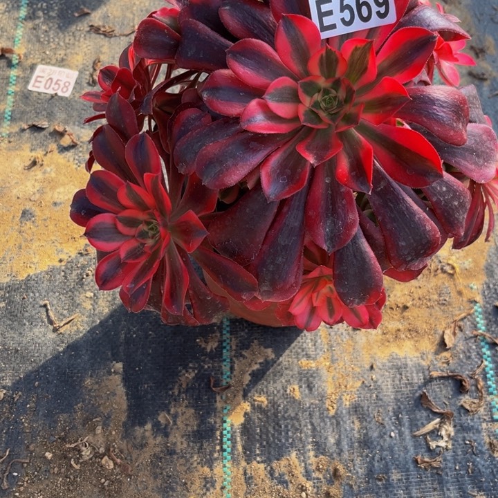 569多肉植物一物一拍