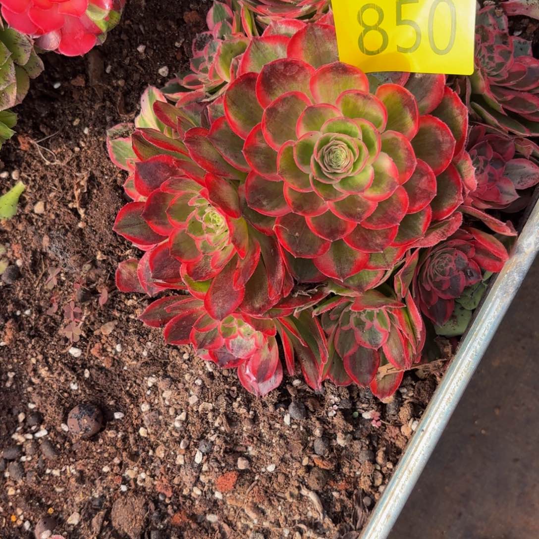 哈哈多肉植物玉芙蓉850