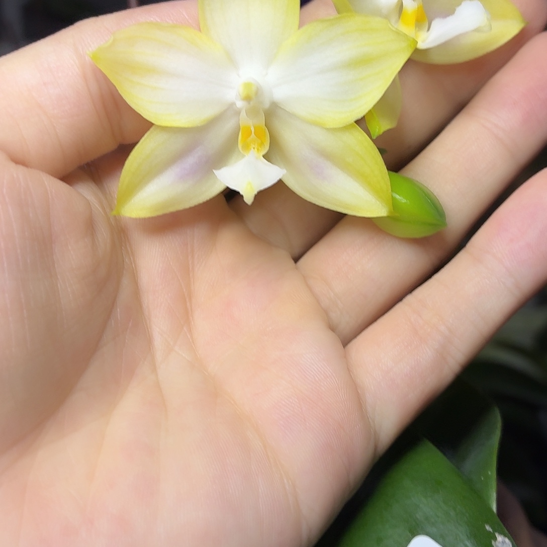 当前无花朵，栽培后可花朵A1109yss1181