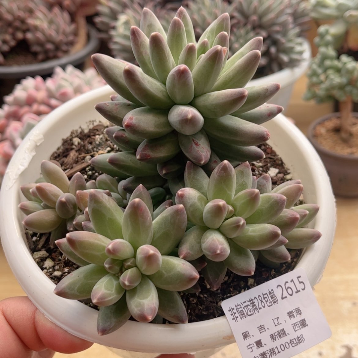 【闪购商品】2615伊卡鲁斯