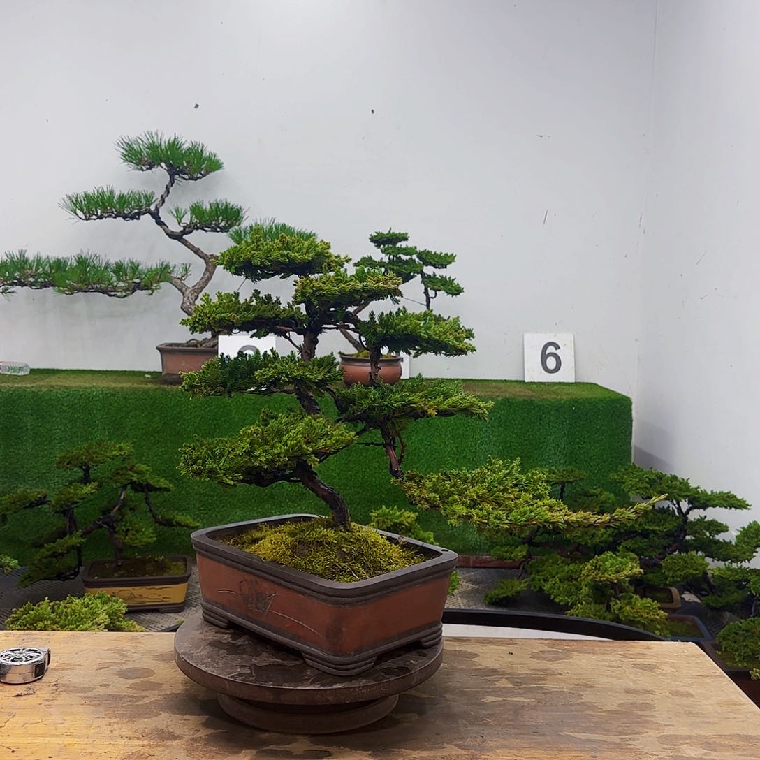 盆景盆景盆景盆景
