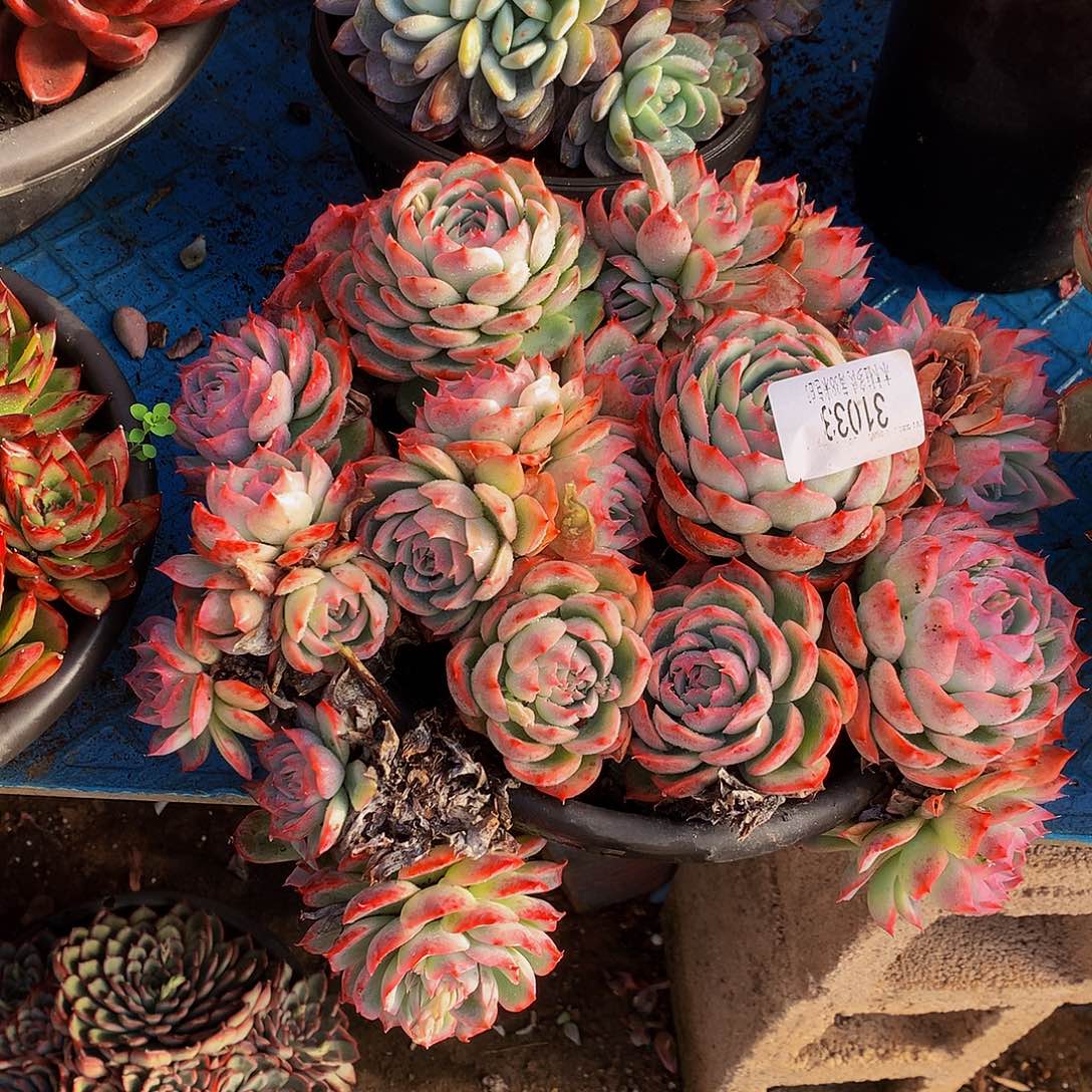 ৡ***࿐    侧影多肉31033