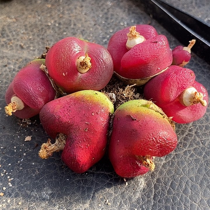 樱****?4522一组三颗双头      