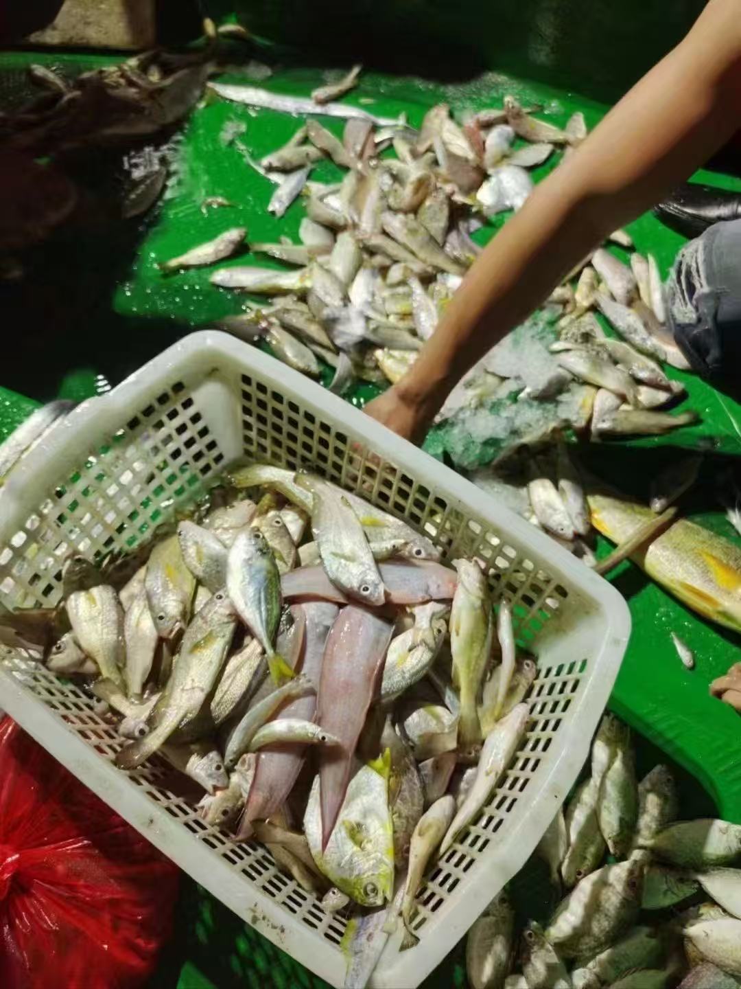 外罗鱼港内港小杂鱼（包杀 随机发）