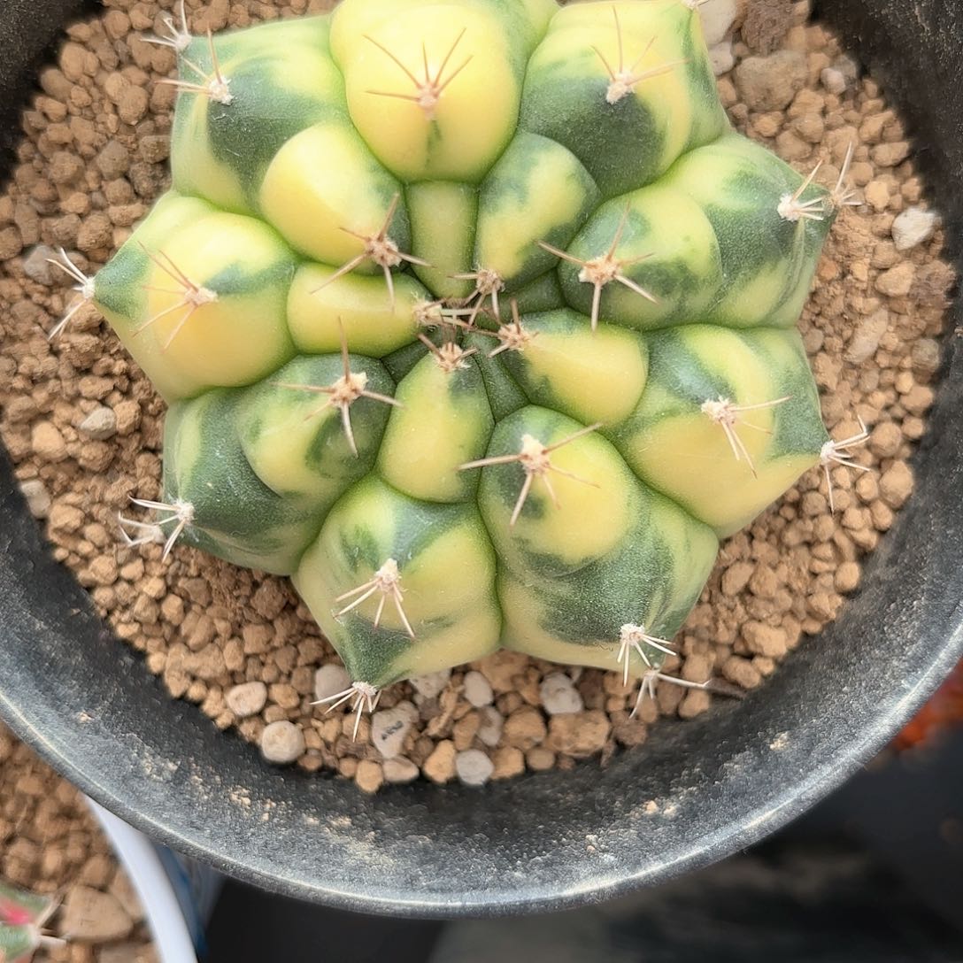 泰系米哈仙人球9号