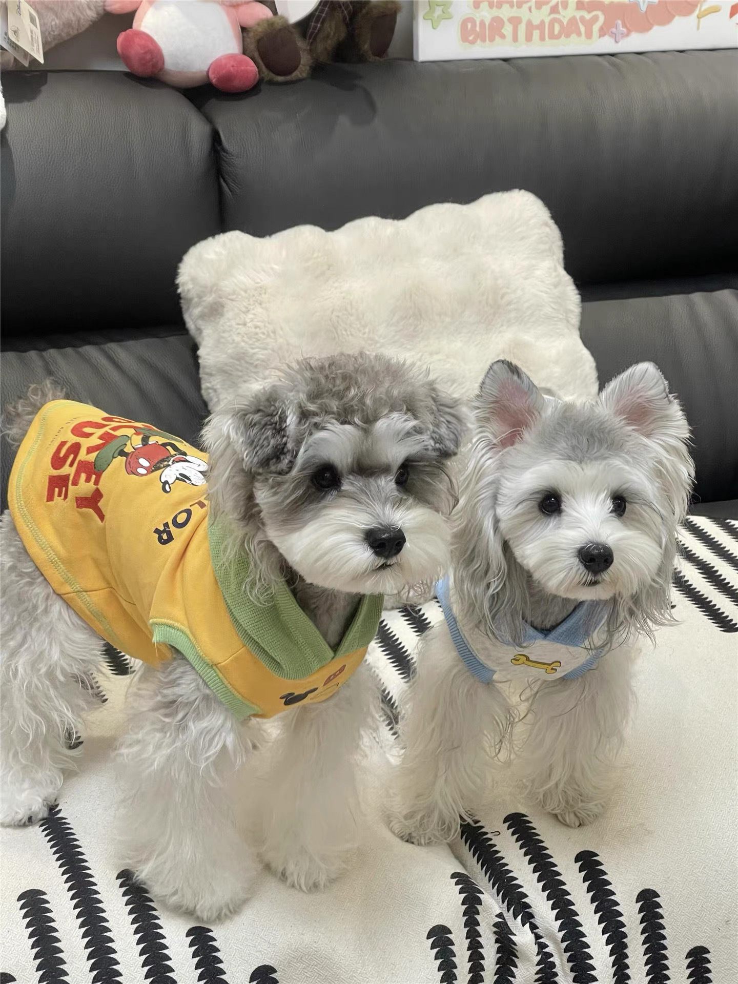 黑银椒盐雪纳瑞小型犬幼犬宠物狗活体