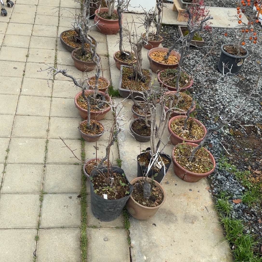 路***方全场盆景22颗老鸭包邮