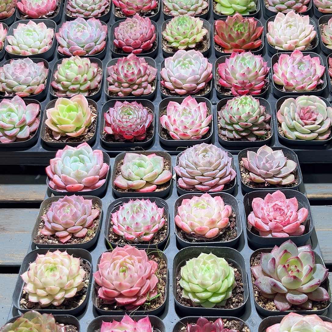 木16颗19.9 6.5cm口径黑方盆单头含盆含土量拍