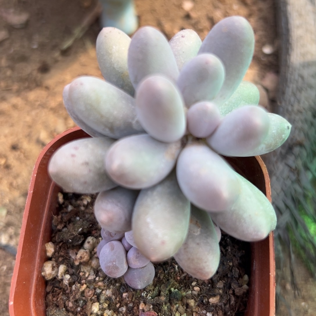 多肉植物多肉植物
