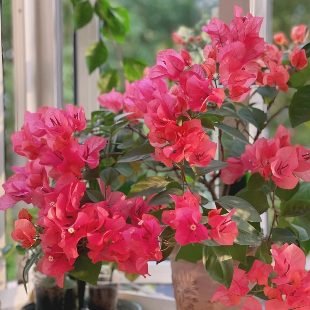 彩色三角梅组合 一物一拍  运输途中掉花落叶正常现象介意慎拍