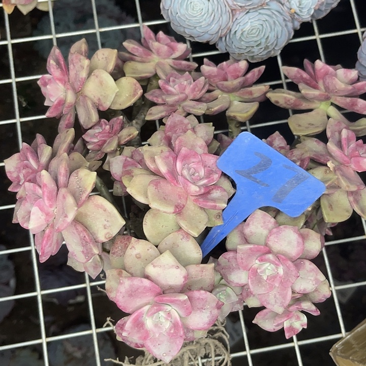 两单包邮，一物一拍27鹅