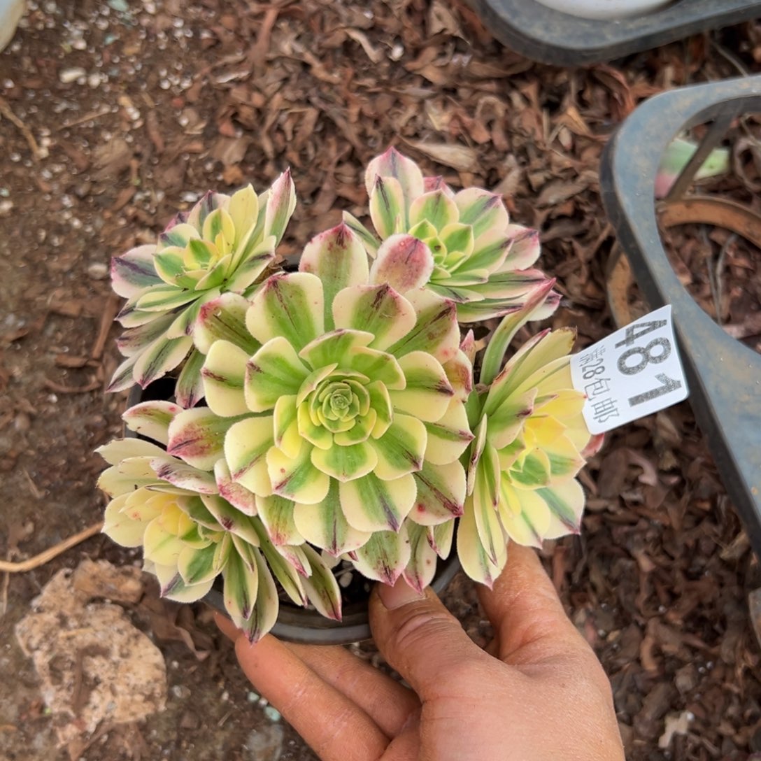 多肉植物481无售后