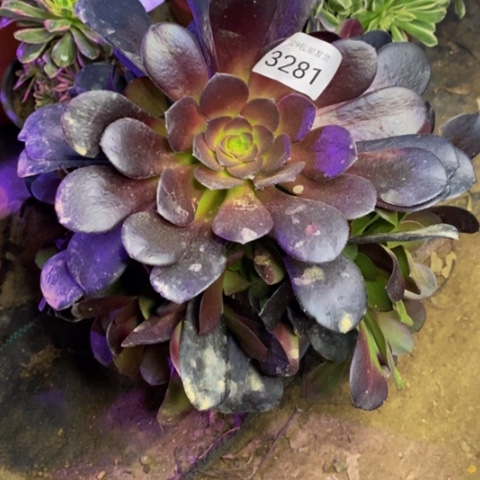 欧紫多肉植物3281