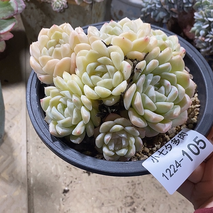 雨***声小七夕多肉不知名105