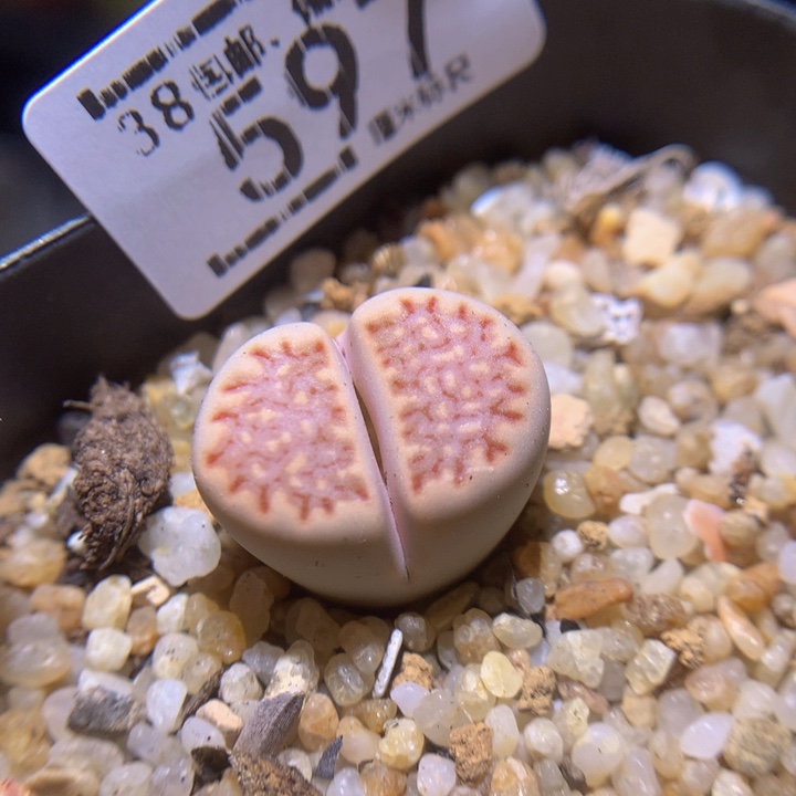 Zzz 精品生石花597