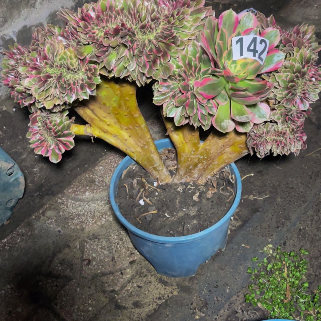 女郎法师16////12包邮