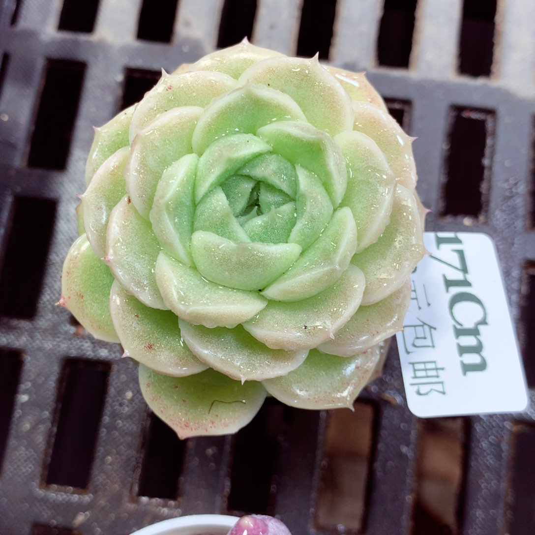 5厘米盆精控多肉171