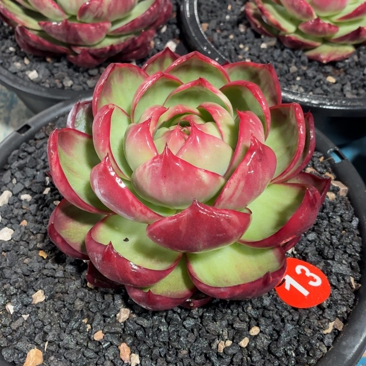 像****多肉植物惊鸿仙子