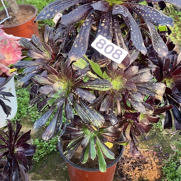 水墨丹青808多肉不包断