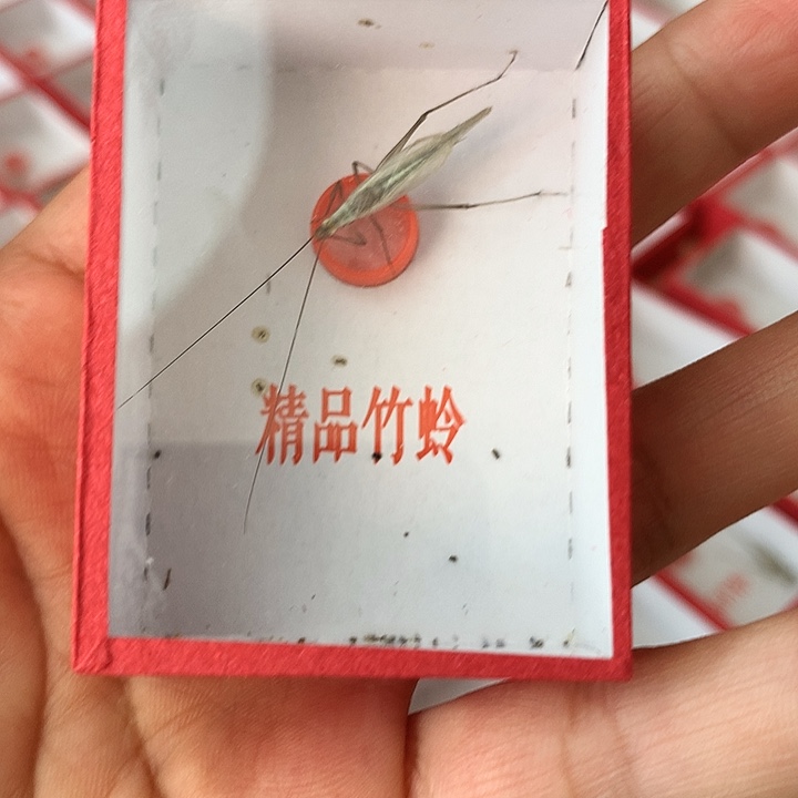 两只紫竹啊啊啊啊啊啊啊