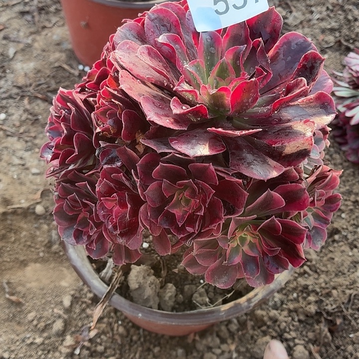 557号一物一拍1棵有断枝