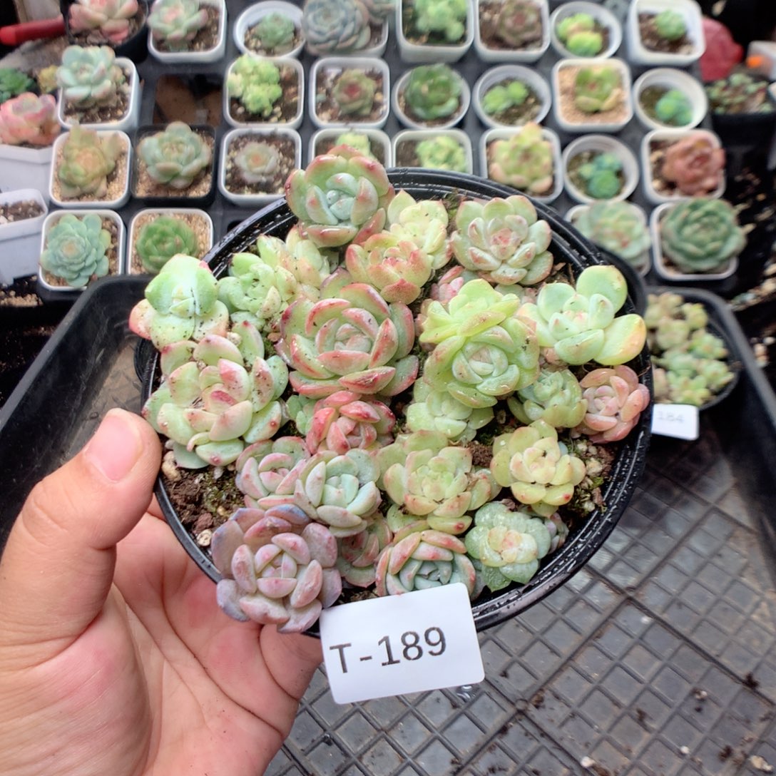 无花朵T189英语英语
