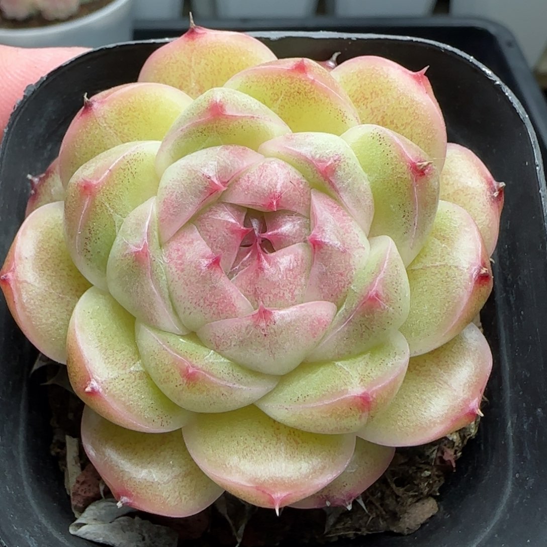 0114-155麦秆包子