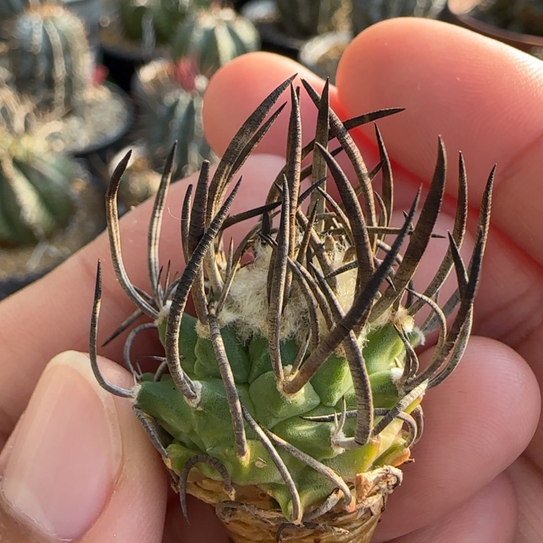 247 实生 娇丽啊啊啊