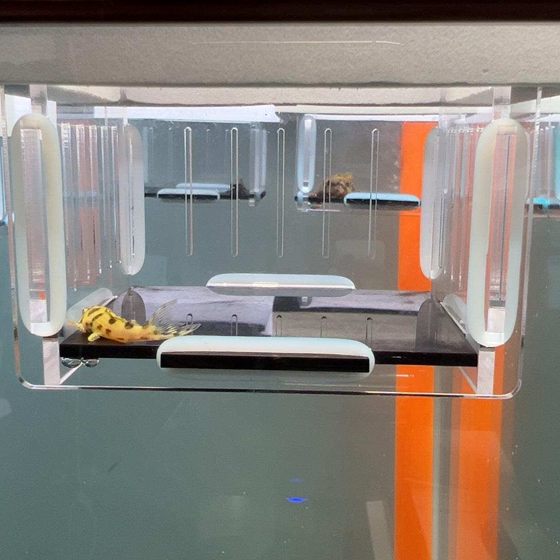 清道夫录完整开箱视频、入缸不包损3.4