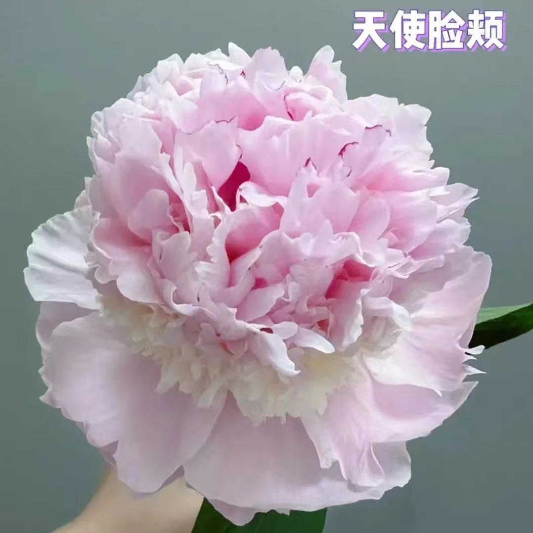 【天使脸颊】芍药花苗，耐寒耐旱。送肥料