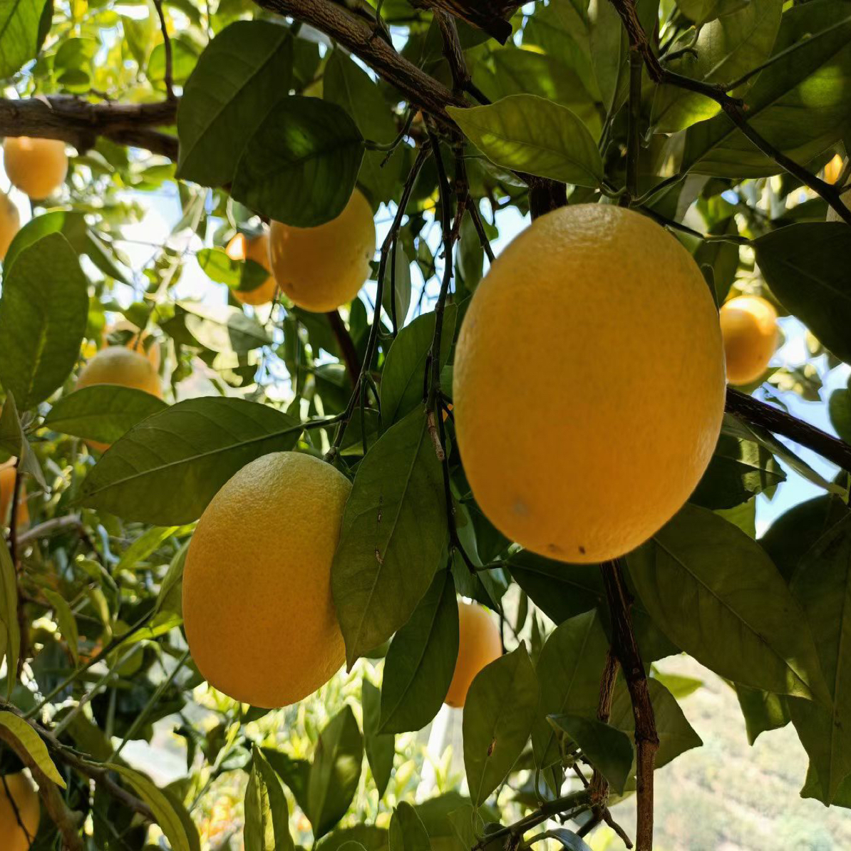 云南冰糖橙特价4.5/5斤