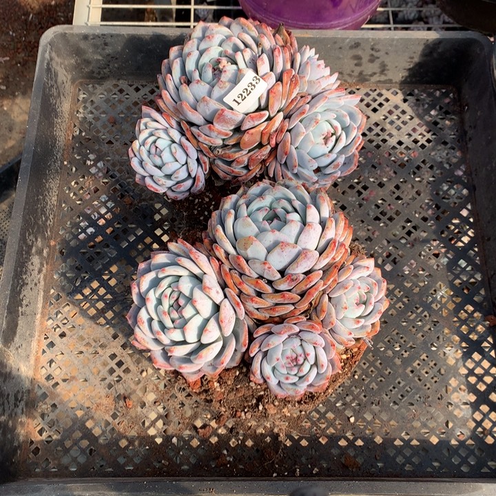 12233两个嗯嗯嗯嗯嗯嗯嗯好喜欢