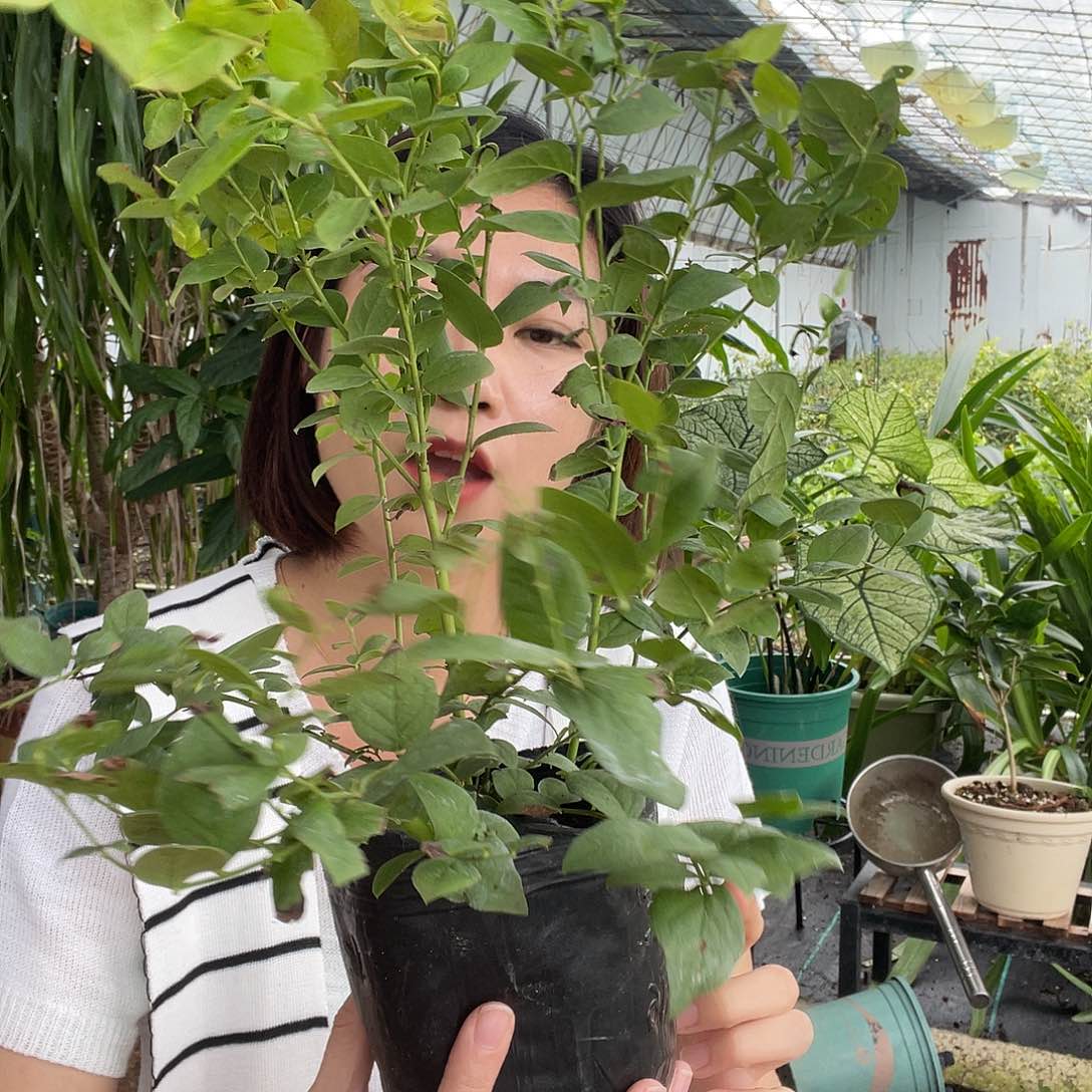 L11 一棵 福利福利 中钵