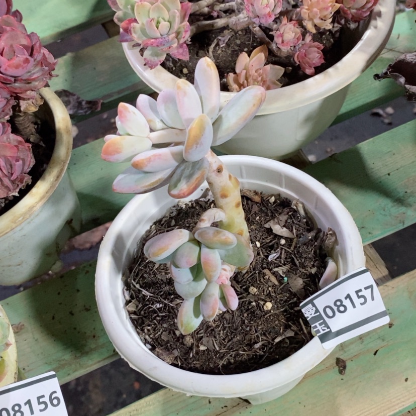 【闪购商品】雪美人08157