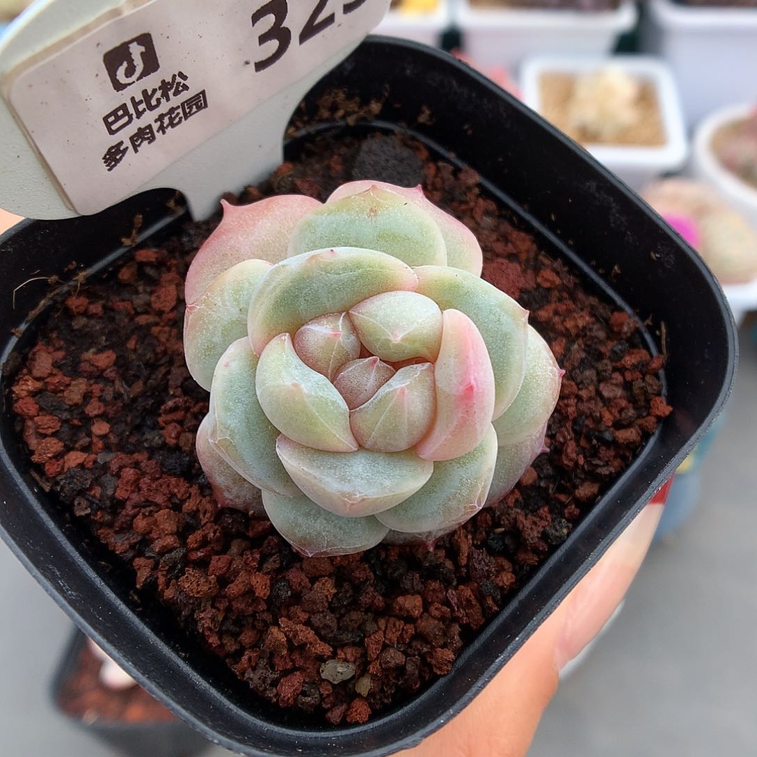 323粉钻带锦多肉植物