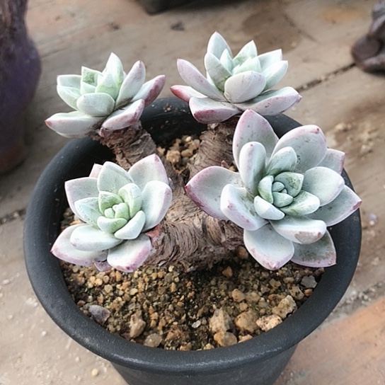 原产地苹果叶仙女棒